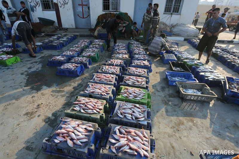 Palestinian fishermen display fish for sale, in Gaza seaport, on August 10, 2017. Photo by Mohammed Asad