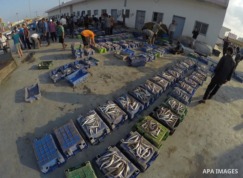 Palestinian fishermen display fish for sale, in Gaza seaport, on August 10, 2017. Photo by Mohammed Asad