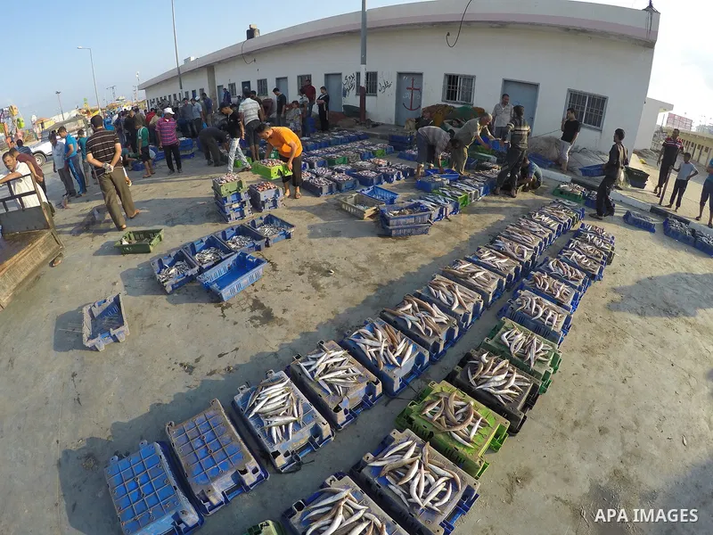 Palestinian fishermen display fish for sale, in Gaza seaport, on August 10, 2017. Photo by Mohammed Asad
