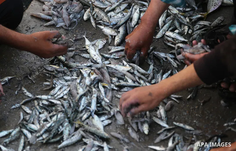Palestinian fishermen display fish for sale, in Gaza seaport, on August 10, 2017. Photo by Mohammed Asad