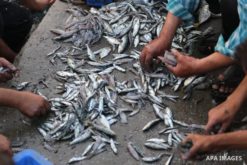 Palestinian fishermen display fish for sale, in Gaza seaport, on August 10, 2017. Photo by Mohammed Asad