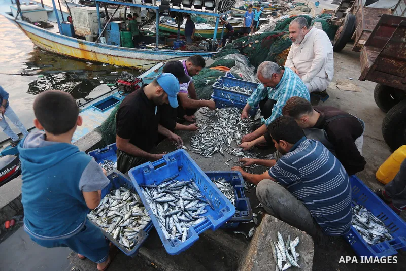 Palestinian fishermen display fish for sale, in Gaza seaport, on August 10, 2017. Photo by Mohammed Asad