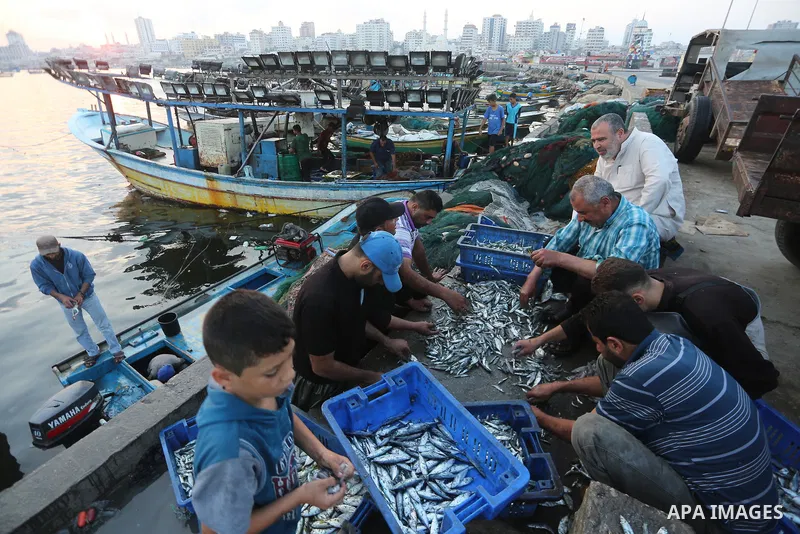 Palestinian fishermen display fish for sale, in Gaza seaport, on August 10, 2017. Photo by Mohammed Asad