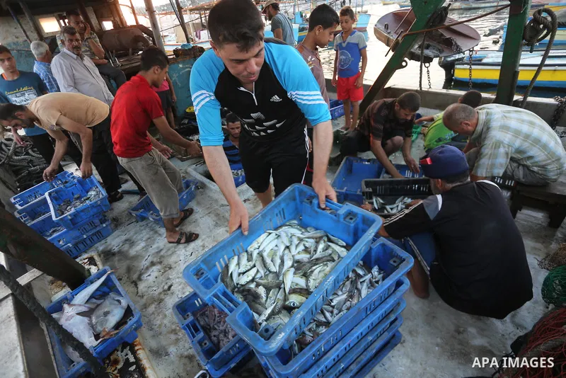 Palestinian fishermen display fish for sale, in Gaza seaport, on August 10, 2017. Photo by Mohammed Asad