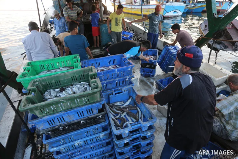 Palestinian fishermen display fish for sale, in Gaza seaport, on August 10, 2017. Photo by Mohammed Asad