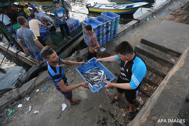 Palestinian fishermen display fish for sale, in Gaza seaport, on August 10, 2017. Photo by Mohammed Asad