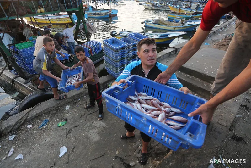 Palestinian fishermen display fish for sale, in Gaza seaport, on August 10, 2017. Photo by Mohammed Asad
