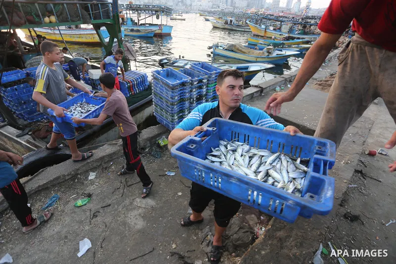 Palestinian fishermen display fish for sale, in Gaza seaport, on August 10, 2017. Photo by Mohammed Asad