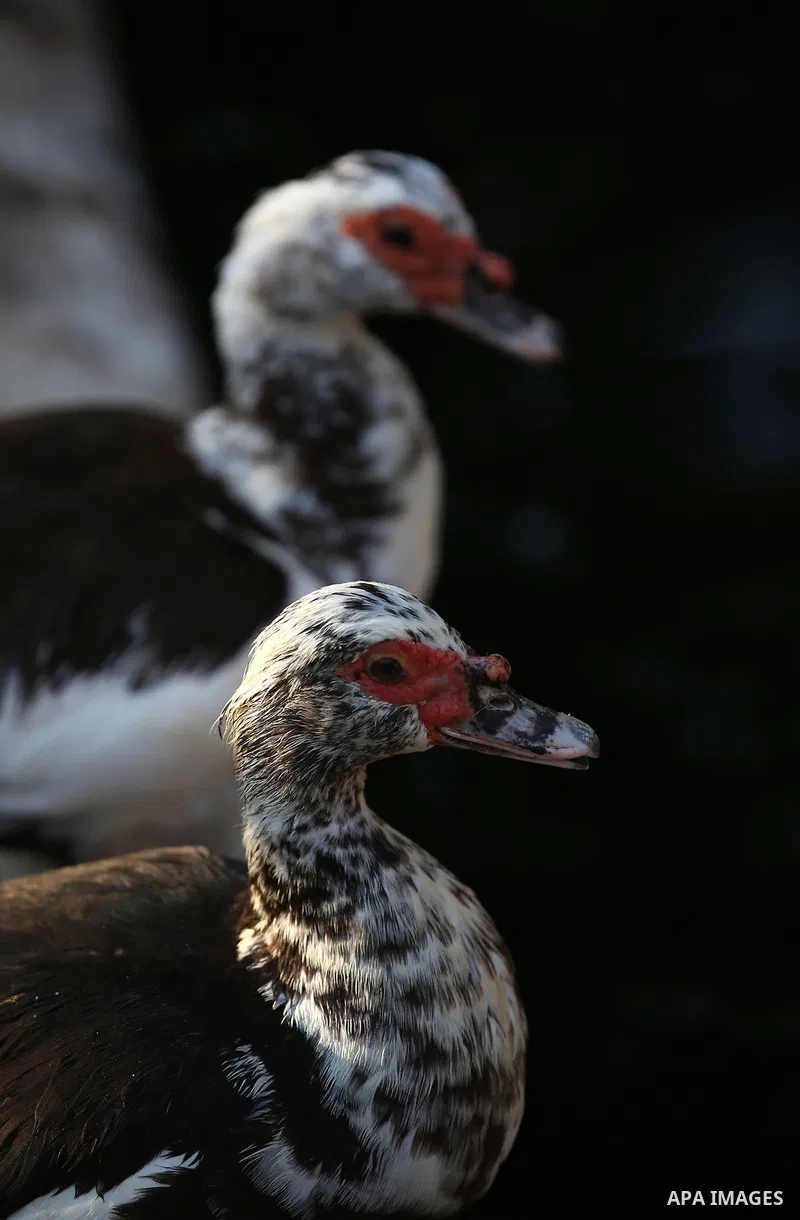 A picture taken on August 12, 2017 shows ducks are seen at the Qalqilya Zoo, in the west bank city of Qalqilya. The Qalqilya national Zoo garden established in 1986 on 40 donums. Photo by Ayman Ameen
