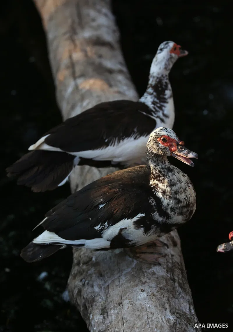 A picture taken on August 12, 2017 shows ducks are seen at the Qalqilya Zoo, in the west bank city of Qalqilya. The Qalqilya national Zoo garden established in 1986 on 40 donums. Photo by Ayman Ameen