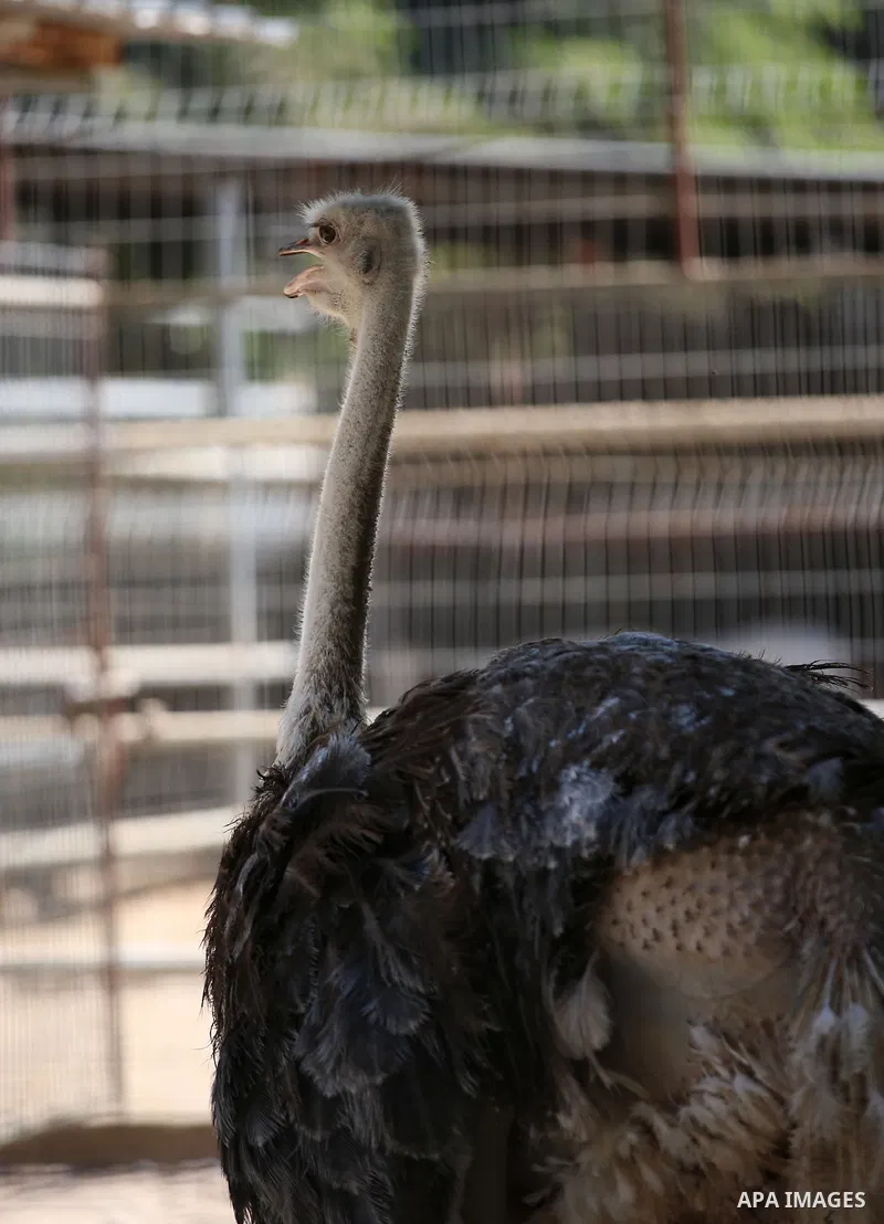 A picture taken on August 12, 2017 shows a Ostrich is seen at the Qalqilya Zoo, in the west bank city of Qalqilya. The Qalqilya national Zoo garden established in 1986 on 40 donums. Photo by Ayman Ameen