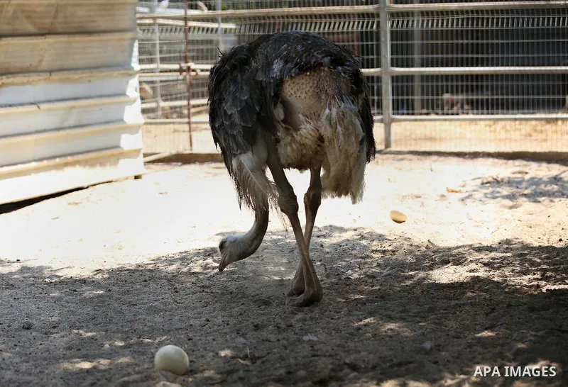 A picture taken on August 12, 2017 shows a Ostrich is seen at the Qalqilya Zoo, in the west bank city of Qalqilya. The Qalqilya national Zoo garden established in 1986 on 40 donums. Photo by Ayman Ameen