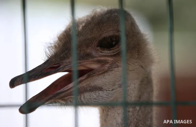 A picture taken on August 12, 2017 shows a Ostrich is seen at the Qalqilya Zoo, in the west bank city of Qalqilya. The Qalqilya national Zoo garden established in 1986 on 40 donums. Photo by Ayman Ameen