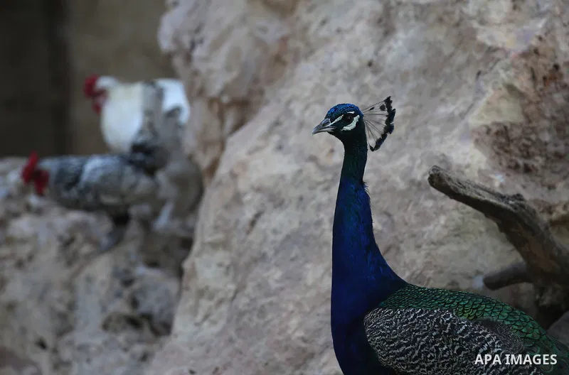 A picture taken on August 12, 2017 shows a peacock is seen at the Qalqilya Zoo, in the west bank city of Qalqilya. The Qalqilya national Zoo garden established in 1986 on 40 donums. Photo by Ayman Ameen
