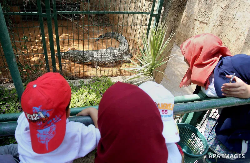 A picture taken on August 12, 2017 shows a Nile crocodile is seen at the Qalqilya Zoo, in the west bank city of Qalqilya. The Qalqilya national Zoo garden established in 1986 on 40 donums. Photo by Ayman Ameen