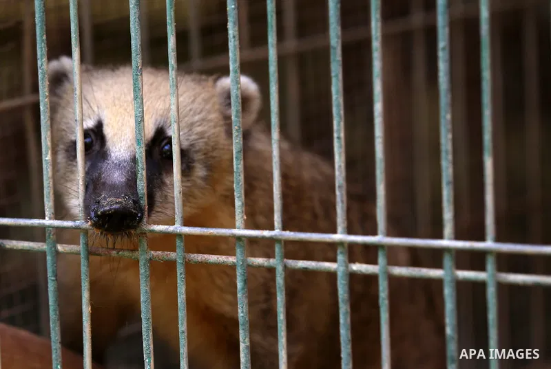 A picture taken on August 12, 2017 shows a Coati mundi is seen at the Qalqilya Zoo, in the west bank city of Qalqilya. The Qalqilya national Zoo garden established in 1986 on 40 donums. Photo by Ayman Ameen