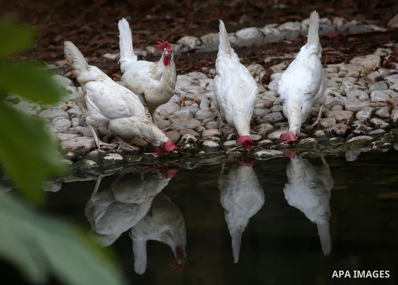 A picture taken on August 12, 2017 shows chickens are seen at the Qalqilya Zoo, in the west bank city of Qalqilya. The Qalqilya national Zoo garden established in 1986 on 40 donums. Photo by Ayman Ameen