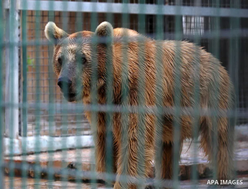A picture taken on August 12, 2017 shows a Brown Bear is seen at the Qalqilya Zoo, in the west bank city of Qalqilya. The Qalqilya national Zoo garden established in 1986 on 40 donums. Photo by Ayman Ameen