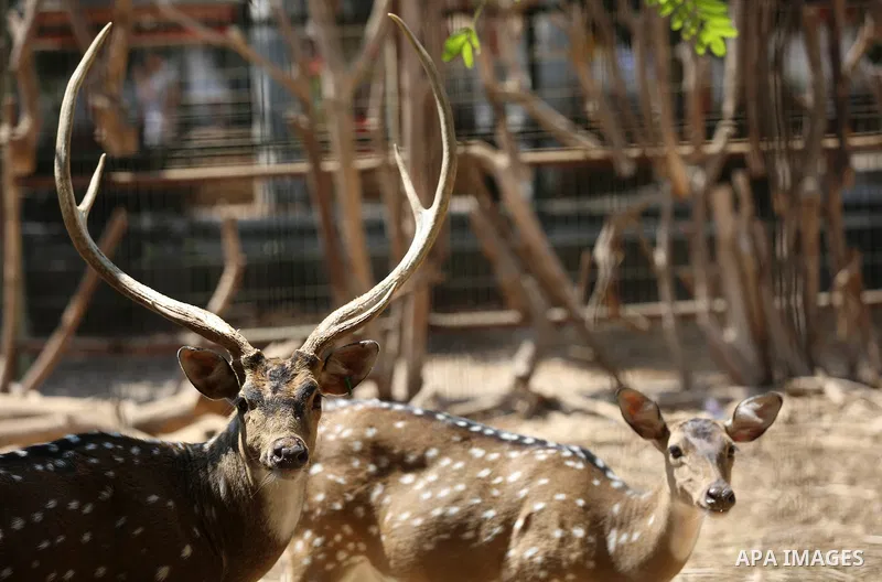 A picture taken on August 12, 2017 shows Axis deers are seen at the Qalqilya Zoo, in the west bank city of Qalqilya. The Qalqilya national Zoo garden established in 1986 on 40 donums. Photo by Ayman Ameen