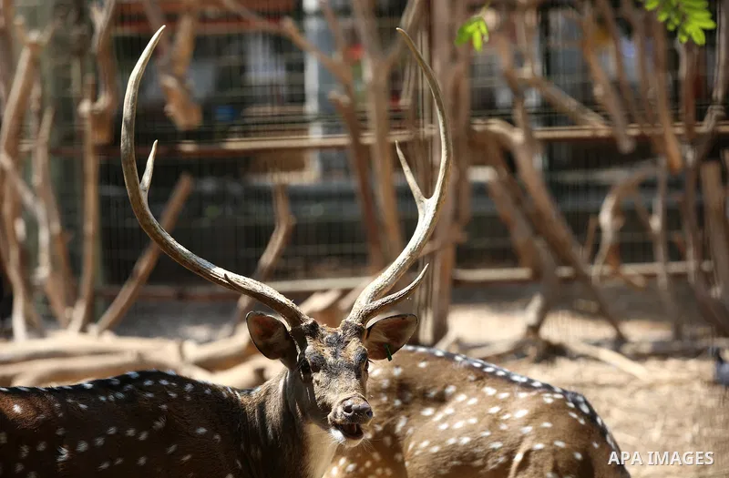 A picture taken on August 12, 2017 shows Axis deers are seen at the Qalqilya Zoo, in the west bank city of Qalqilya. The Qalqilya national Zoo garden established in 1986 on 40 donums. Photo by Ayman Ameen