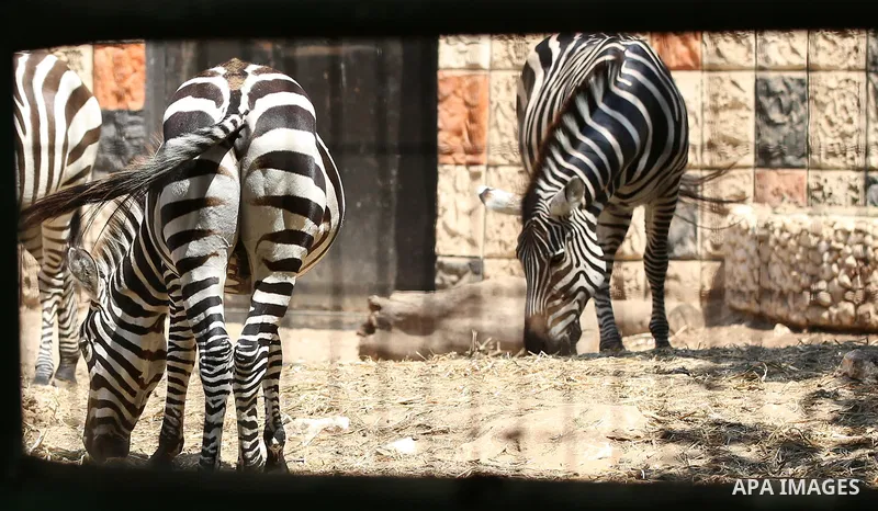 A picture taken on August 12, 2017 shows Zebras are seen at the Qalqilya Zoo, in the west bank city of Qalqilya. The Qalqilya national Zoo garden established in 1986 on 40 donums. Photo by Ayman Ameen