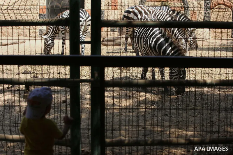A picture taken on August 12, 2017 shows Zebras are seen at the Qalqilya Zoo, in the west bank city of Qalqilya. The Qalqilya national Zoo garden established in 1986 on 40 donums. Photo by Ayman Ameen