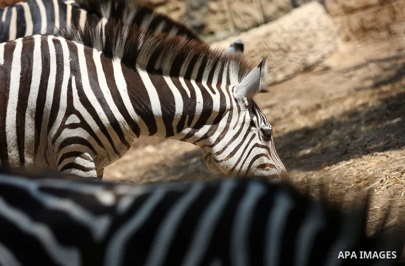 A picture taken on August 12, 2017 shows Zebras are seen at the Qalqilya Zoo, in the west bank city of Qalqilya. The Qalqilya national Zoo garden established in 1986 on 40 donums. Photo by Ayman Ameen
