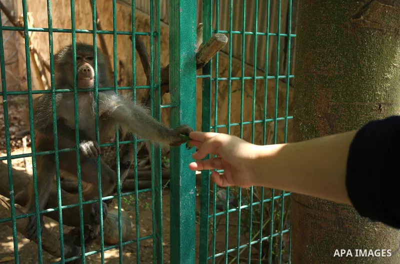 A picture taken on August 12, 2017 shows a monkey is seen at the Qalqilya Zoo, in the west bank city of Qalqilya. The Qalqilya national Zoo garden established in 1986 on 40 donums. Photo by Ayman Ameen