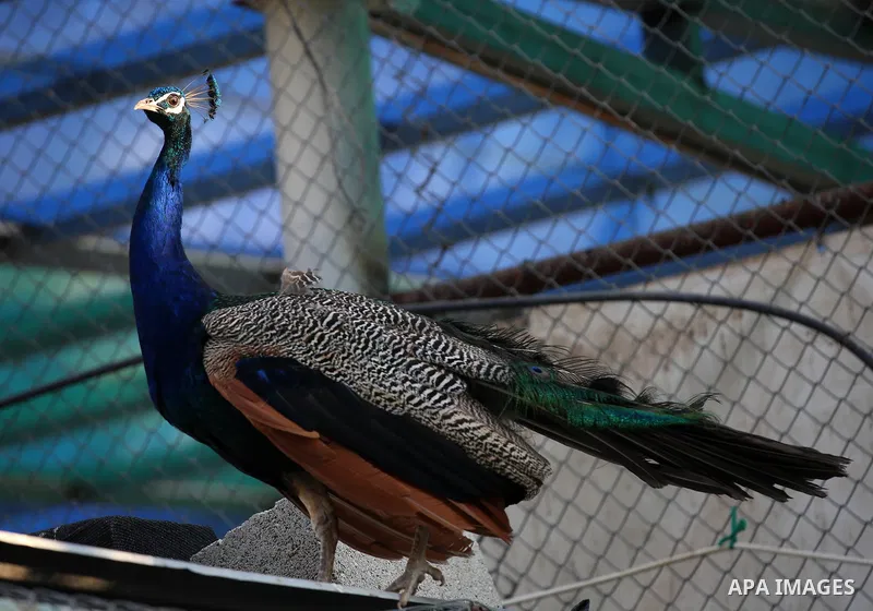 A picture taken on August 12, 2017 shows a peacock is seen at the Qalqilya Zoo, in the west bank city of Qalqilya. The Qalqilya national Zoo garden established in 1986 on 40 donums. Photo by Ayman Ameen