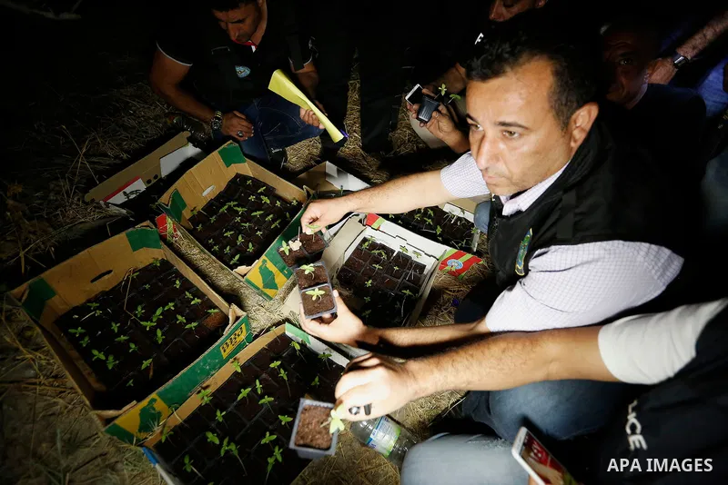 Palestinian policemen carry cannabis plants during a drug patrol in the West Bank city of Hebron, on August 16, 2017. Photo by Wisam Hashlamoun