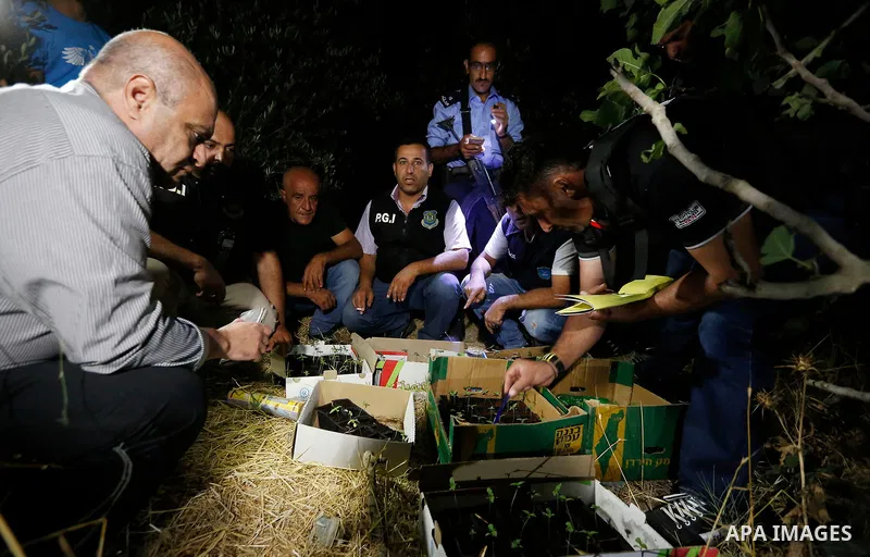 Palestinian policemen carry cannabis plants during a drug patrol in the West Bank city of Hebron, on August 16, 2017. Photo by Wisam Hashlamoun