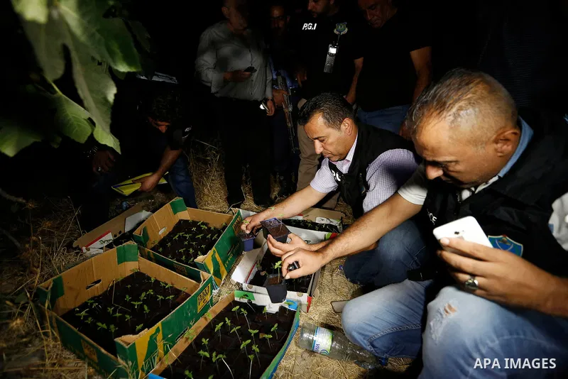 Palestinian policemen carry cannabis plants during a drug patrol in the West Bank city of Hebron, on August 16, 2017. Photo by Wisam Hashlamoun