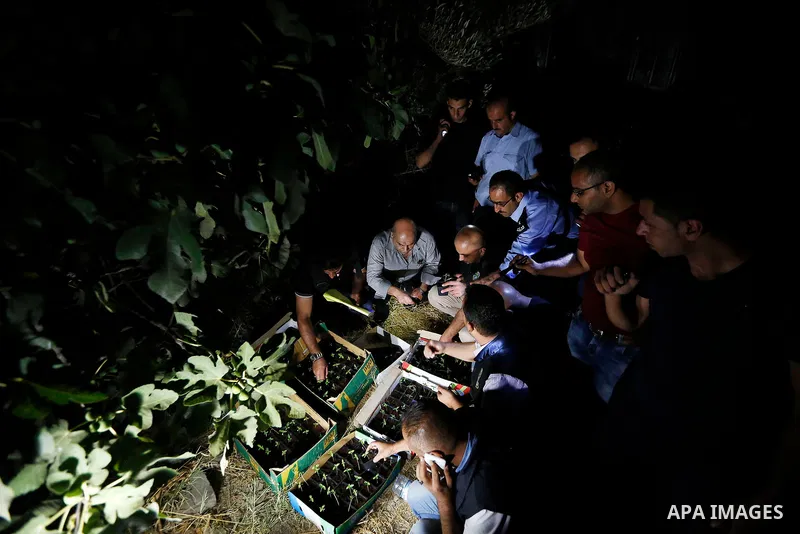 Palestinian policemen carry cannabis plants during a drug patrol in the West Bank city of Hebron, on August 16, 2017. Photo by Wisam Hashlamoun