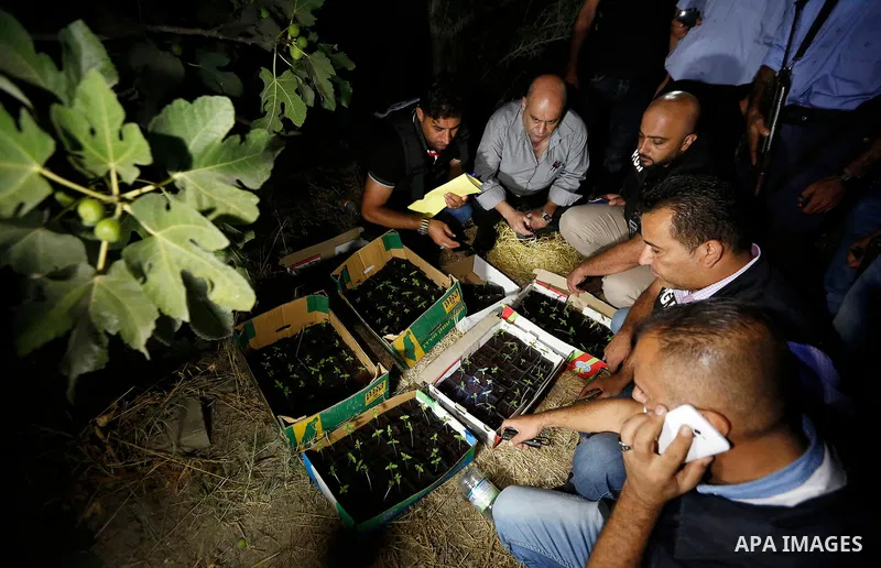 Palestinian policemen carry cannabis plants during a drug patrol in the West Bank city of Hebron, on August 16, 2017. Photo by Wisam Hashlamoun