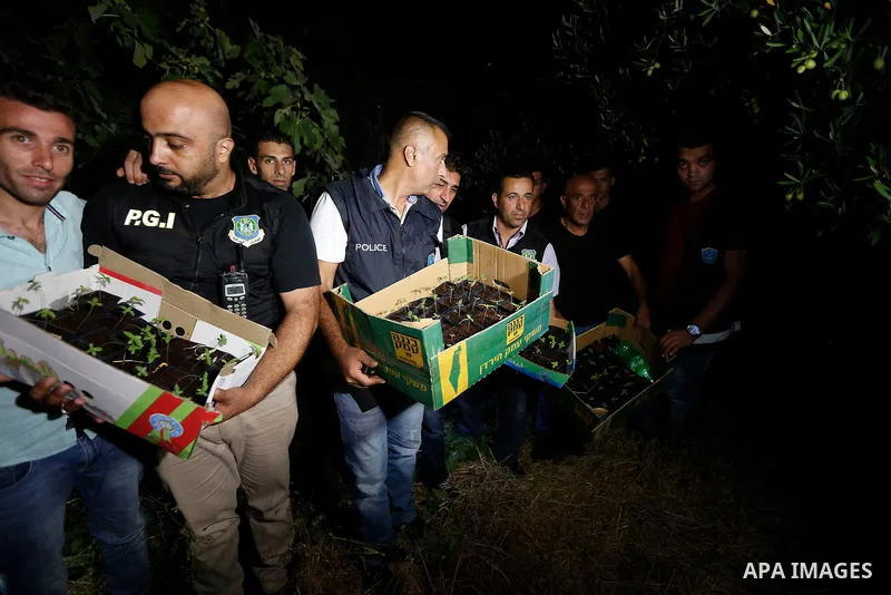 Palestinian policemen carry cannabis plants during a drug patrol in the West Bank city of Hebron, on August 16, 2017. Photo by Wisam Hashlamoun