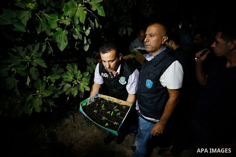 Palestinian policemen carry cannabis plants during a drug patrol in the West Bank city of Hebron, on August 16, 2017. Photo by Wisam Hashlamoun