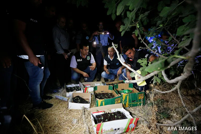 Palestinian policemen carry cannabis plants during a drug patrol in the West Bank city of Hebron, on August 16, 2017. Photo by Wisam Hashlamoun