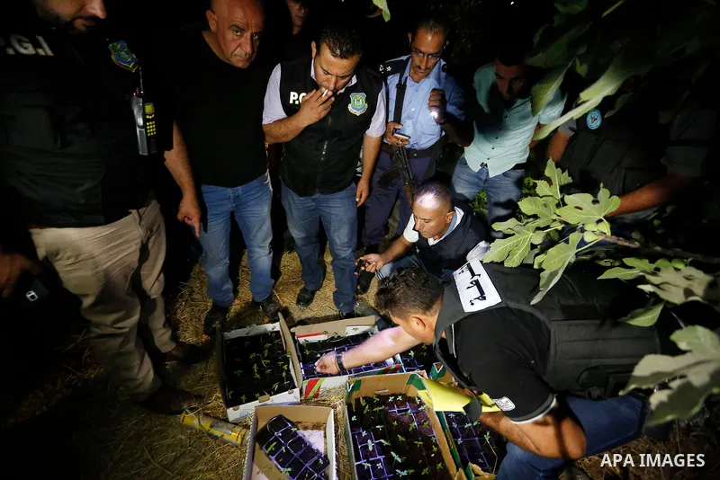 Palestinian policemen carry cannabis plants during a drug patrol in the West Bank city of Hebron, on August 16, 2017. Photo by Wisam Hashlamoun