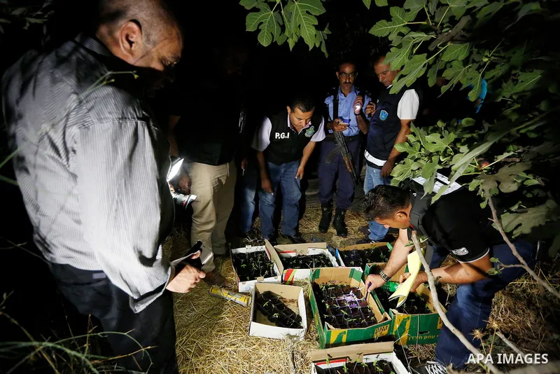 Palestinian policemen carry cannabis plants during a drug patrol in the West Bank city of Hebron, on August 16, 2017. Photo by Wisam Hashlamoun
