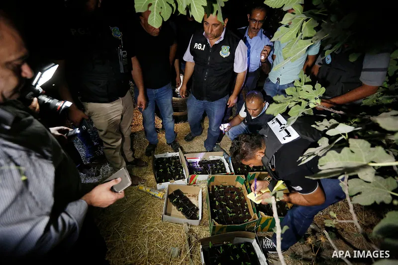 Palestinian policemen carry cannabis plants during a drug patrol in the West Bank city of Hebron, on August 16, 2017. Photo by Wisam Hashlamoun