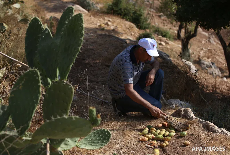 A Palestinian man picks prickly pear fruit at his field during the harvest season in the West Bank village of Lubban Ash-Sharqiya near Nablus on August 17, 2017