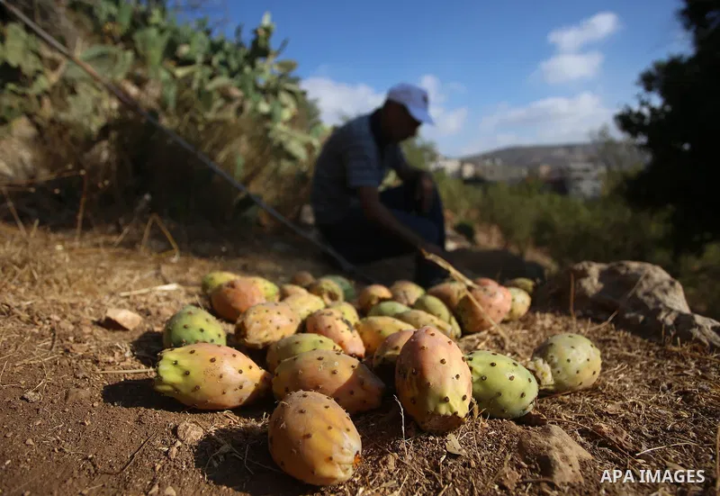 A Palestinian man picks prickly pear fruit at his field during the harvest season in the West Bank village of Lubban Ash-Sharqiya near Nablus on August 17, 2017