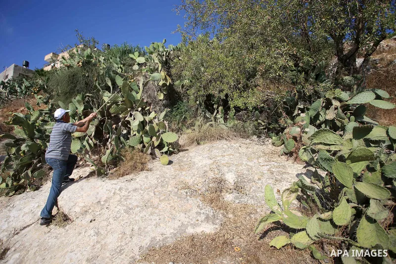 A Palestinian man picks prickly pear fruit at his field during the harvest season in the West Bank village of Lubban Ash-Sharqiya near Nablus on August 17, 2017