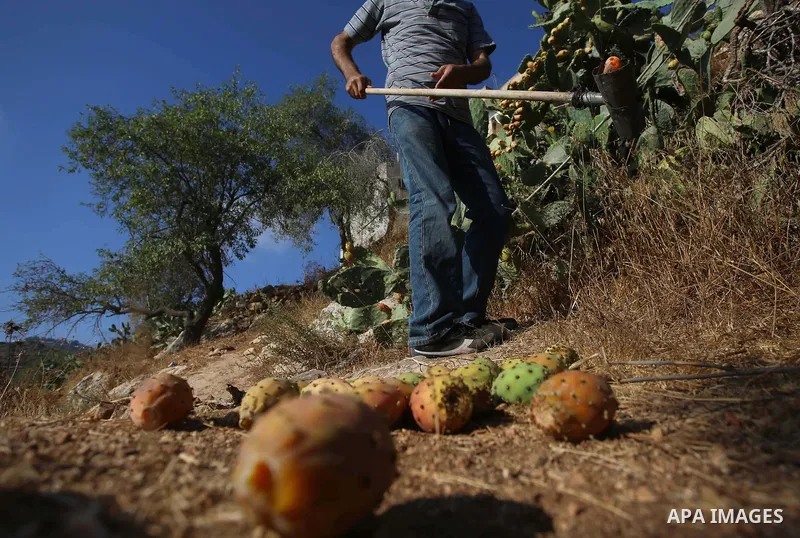 A Palestinian man picks prickly pear fruit at his field during the harvest season in the West Bank village of Lubban Ash-Sharqiya near Nablus on August 17, 2017
