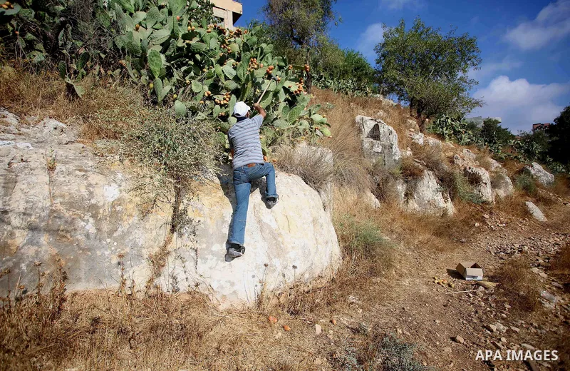 A Palestinian man picks prickly pear fruit at his field during the harvest season in the West Bank village of Lubban Ash-Sharqiya near Nablus on August 17, 2017. Photo by Ayman Ameen
