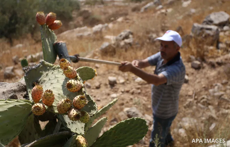A Palestinian man picks prickly pear fruit at his field during the harvest season in the West Bank village of Lubban Ash-Sharqiya near Nablus on August 17, 2017. Photo by Ayman Ameen