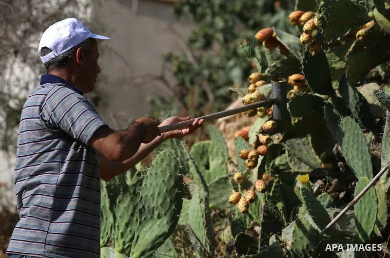 A Palestinian man picks prickly pear fruit at his field during the harvest season in the West Bank village of Lubban Ash-Sharqiya near Nablus on August 17, 2017. Photo by Ayman Ameen