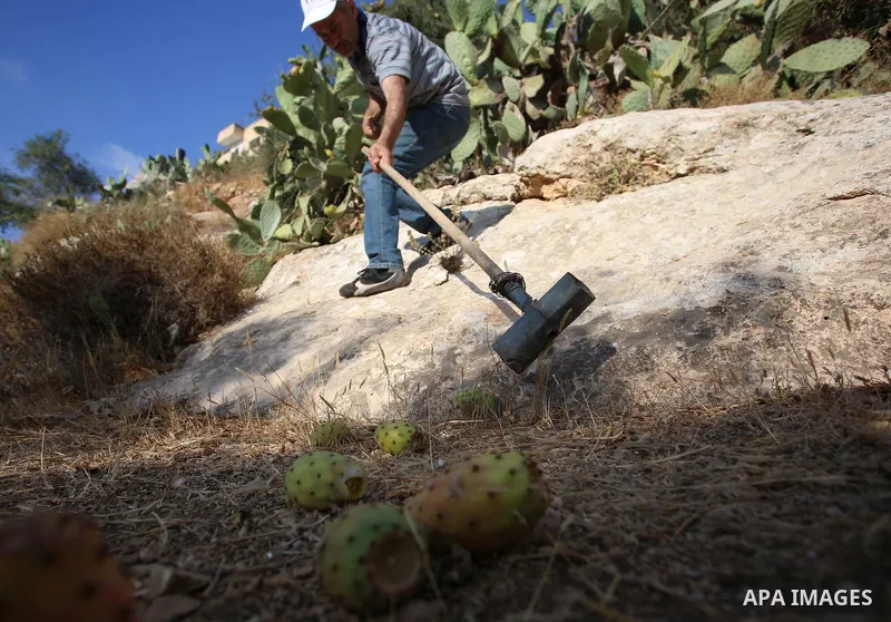 A Palestinian man picks prickly pear fruit at his field during the harvest season in the West Bank village of Lubban Ash-Sharqiya near Nablus on August 17, 2017. Photo by Ayman Ameen