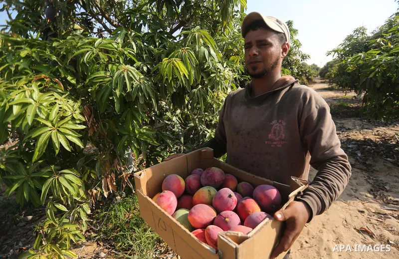 A Palestinian man picks Mango at his field during the harvest season in the center of Gaza strip, on August 21, 2017. Photo by Mohammed Asad