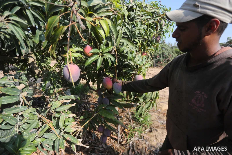 A Palestinian man picks Mango at his field during the harvest season in the center of Gaza strip, on August 21, 2017. Photo by Mohammed Asad